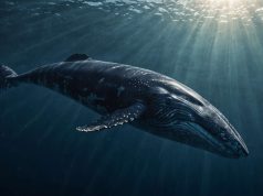 ¿Por qué el animal más grande es marino ? ¿Por qué el animal más grande es marino ?