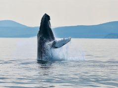 ¿Por qué las ballenas llevan un sombrero de algas en la cabeza ? ¿Por qué las ballenas llevan un sombrero de algas en la cabeza ?