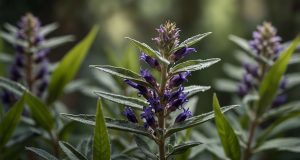 Descubre los beneficios de la salvia officinalis para tu salud Descubre los beneficios de la salvia officinalis para tu salud