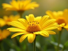 El caléndula: descubre sus usos, beneficios y riesgos El caléndula: descubre sus usos, beneficios y riesgos